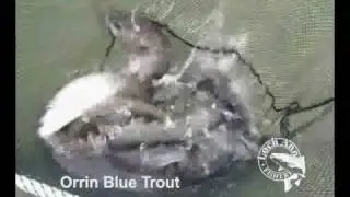 orrin blue trout LochAnn Scotland