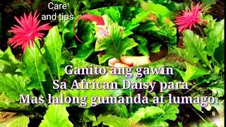 Paano mag Alaga at Magparami ng African Daisy| Easy way of growing Gerbera Daisy |Jenny's Channel