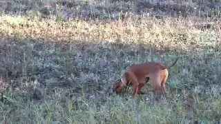 Hekla, Borinka e Aylen per pascoli CUCCIOLI BRACCO UNGHERESE www.magyarvizsla.it
