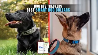 6 Best Smart Dog Collars  2024 | Dog GPS Trackers 🐾
