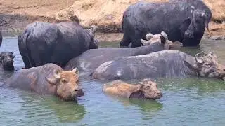 Beautifull buffailo of dosu jat | Nohato dairy farm | Sindh pakistan