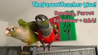 Parrot Bonding, Behaviour + Q&A  | TheParrotTeacher Live