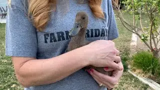 Farm Fridays | Raising Baby Ducks