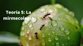 &iquest;Qu&eacute; es la mirmecolog&iacute;a? Quinto v&iacute;deo de teor&iacute;a.