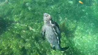 Fernandina island snorkeling. Marine iguanas.