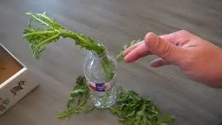 Propagating Vegetable Chrysanthemum