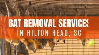 Bat Removal In Hilton Head, South Carolina | Critter Removal Services