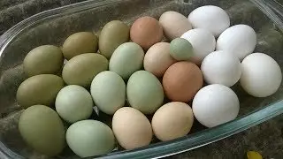 OVOS VERDES E AZUIS - SÃO MAIS CAROS E MAIS SAUDÁVEIS