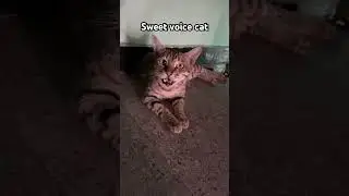 Sweet eet cat voice#animals#cat #funny#catlovers#catshorts