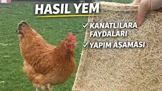 Hasıl Yem! Tavuklarda Doğal ve Ekonomik Beslenme