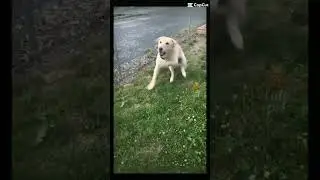 🐾 B&ecirc;tisier 🐾