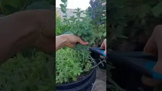 HOW TO HARVEST OREGANO 🌱