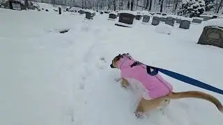 snow walk