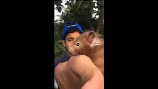 Hamster pet | എന്താണ് ഹാംസ്റ്റർ എലി ? | ANIMAL DICTIONARY | PETS inc | introducing pets | shorts |