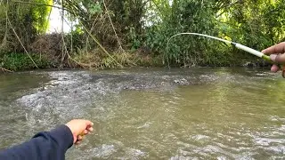 Sambaran ganas si sirip kuning‼️Mancing wader kepek di kali opak krebet‼️