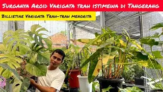 WOW BILLIETIAE VARIGATA TRAH MENORITA ⁉️ SURGANYA AROID VARIGATA DI BARRAPLANT 📢