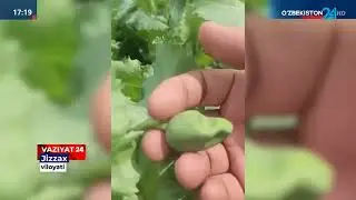 Ko'knori ekkan fuqaroning hosili aniqlab olindi (Jizzax)