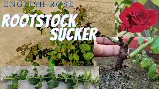 Rose root stock Sucker||जंगली गुलाब को कैसे पहचाने।।Solution for rose root sucker's kaise use kre