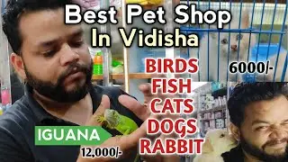 Best Pet Shop In Vidisha | Paradise Pet Shop | Iguana, Guinea Pig,Birds,Fish And Many More