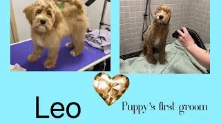 Labradoodle Puppy Dog Grooming: first haircut not happening