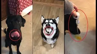 Dog Egg Challenge Fails!
