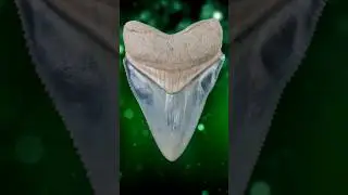 AMAZING FLORIDA FOSSIL SHARK TEETH