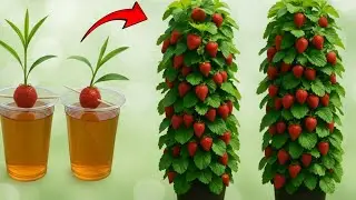 Strawberry in Water Jar 🌊 | Incredible Root Growth Experiment