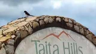 Best African Birdwatching Game drive Safari - Taita Hills - Tsavo East. I will Never Forget