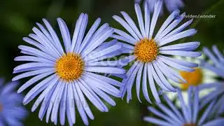 Discover the Beauty of Felica Amelloides : The Blue Daisy Bush