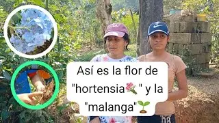 @JasielVlogs Flor de hortensia💐 y malanga🌱