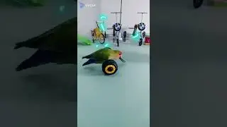 cute parrot#paki#trending#tiktok#youtube#beautiful##goalkeeper