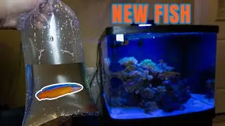 Getting A NEON DOTTYBACK For My SALTWATER TANK