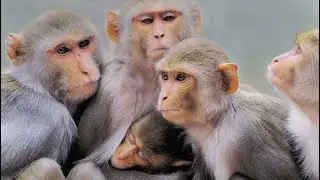 #monkeychallenge #cuteanimal #animals #cutemonkey 😘🐒