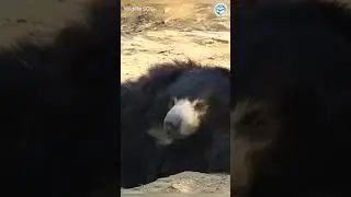The Biggest Sneeze of All Time