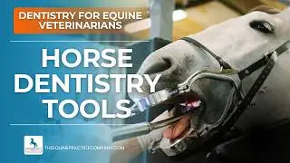 Horse Dentistry Tools: Must-Have Equipment for Veterinary Practice