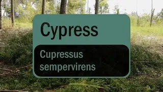 Uleiul esențial de Chiparos (Cypress) |Povestea sursei doTERRA