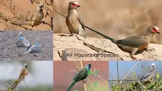 All Mousebird Species / types of mousebird / Coliidae