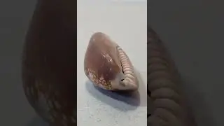 Капутсерпентус 3/150 морская ракушка sea shell conch