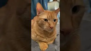 Cat purring #asmr #catasmr #catpurring #cat #catsoftiktok #purring #purringcat #tabbycat #shortvideo