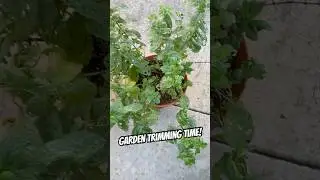 PRUNING Damaged MINT Plant 🌿 Mildew & Caterpillar Recovery #shorts