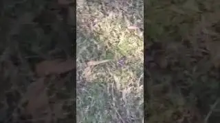 imagenes Boquense 4 Letium 0 parte 2 11/6/2017 Liga America