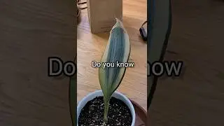 Variegated Whale Fin propagation from leaf cuttings #snakeplant #sansevieria #houseplant