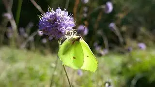 Brimstone on Devil's-bit Scabious