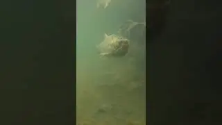 Zombie Fish #shorts