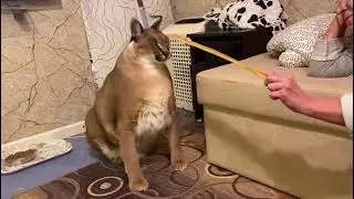 Caracal(Floppa) is fight with stick)