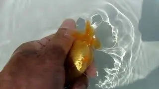 DSCF8896