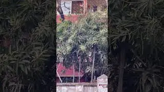 Nice mangoes. #youtube #foryou #cat #edms #funny #dancemusic #dance #housemusic #froots