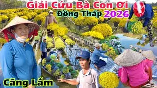 Trời Ơi Giải Cứu Cúc Mâm Xôi cho bà con Đồng Tháp tết 2026 sao năm nay nở sớm quá bất ngờ gặp vị sư 