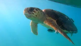 Belize Snorkeling - Loggerhead Sea Turtles, Eagle Rays, Stingrays, Tropical Fish