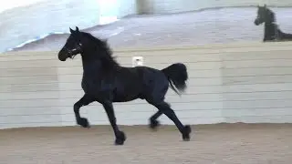 Xenon at Iron Spring Farm, 2017